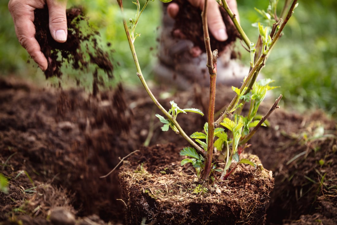 Gardener Mulching a Planting Blackberry, Gardening and Garden Ca