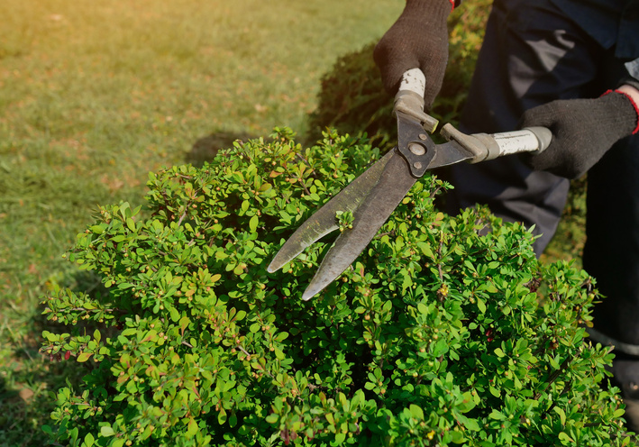 decorative shearing of shrubs with pruning shears