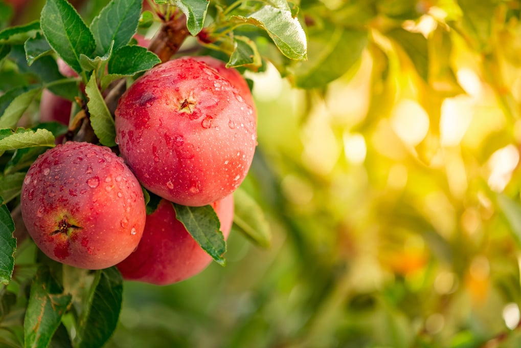 Apple tree